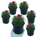 Set of 3 or 6 Large Plants - Dianthus Oscar, Outdoor Garden Ready - Frankton's
