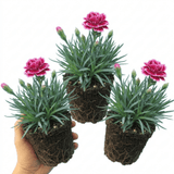 Set of 3 or 6 Large Plants - Dianthus Oscar, Outdoor Garden Ready - Frankton's