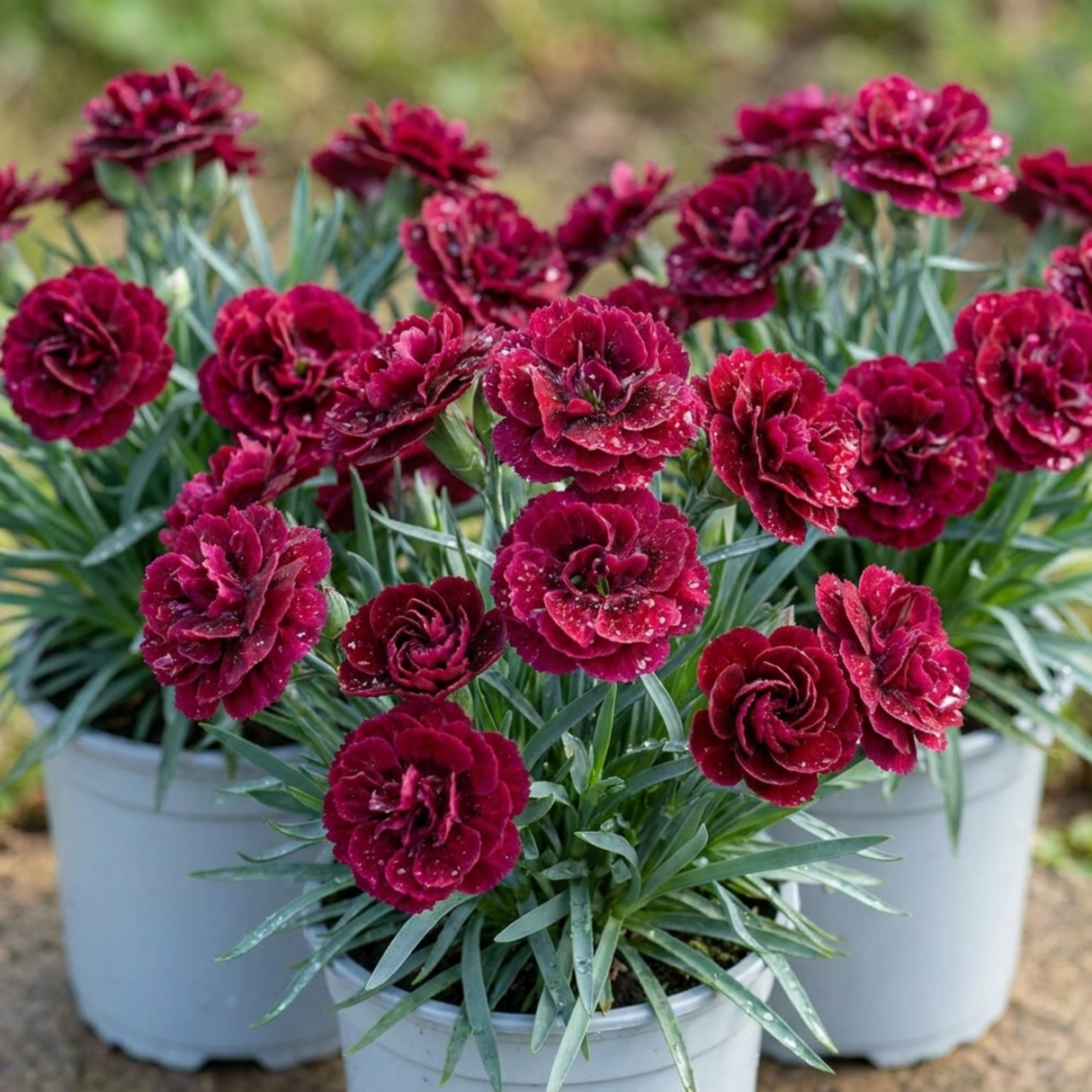 Set of 3 or 6 Large Plants - Dianthus Oscar, Outdoor Garden Ready - Frankton's