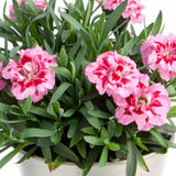 Set of 3 or 6 Large Plants - Dianthus Oscar Pink Purple, Outdoor Garden Ready - Frankton's