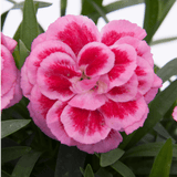 Set of 3 or 6 Large Plants - Dianthus Oscar Pink Purple, Outdoor Garden Ready - Frankton's