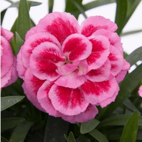 Set of 3 or 6 Large Plants - Dianthus Oscar Pink Purple, Outdoor Garden Ready - Frankton's