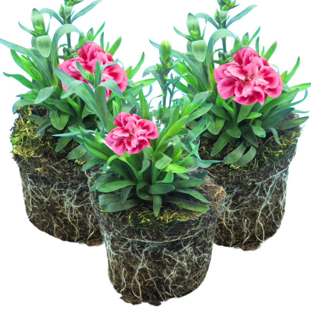 Set of 3 or 6 Large Plants - Dianthus Oscar Pink Purple, Outdoor Garden Ready - Frankton's