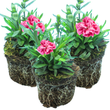 Set of 3 or 6 Large Plants - Dianthus Oscar Pink Purple, Outdoor Garden Ready - Frankton's