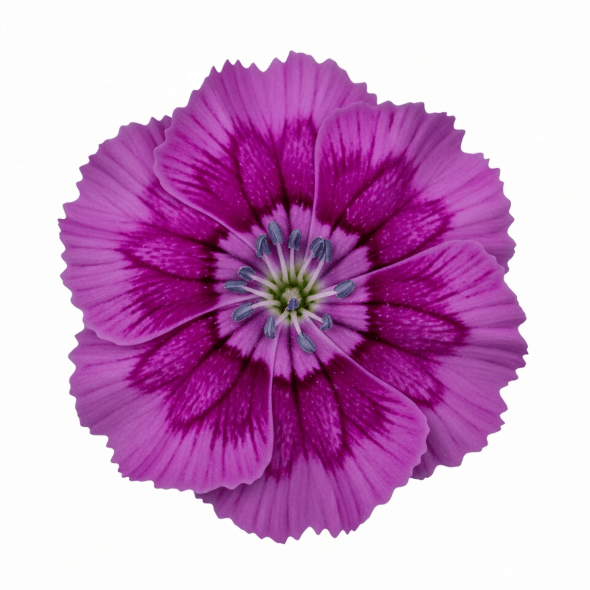 Set of 3 or 6 Large Plants - Dianthus Oscar Purple Star, Outdoor Garden Ready - Frankton's