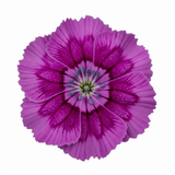 Set of 3 or 6 Large Plants - Dianthus Oscar Purple Star, Outdoor Garden Ready - Frankton's