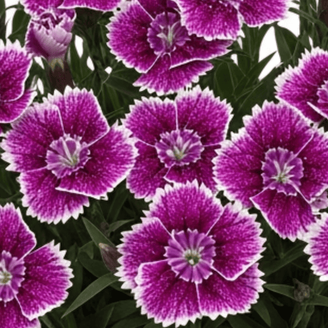 Set of 3 or 6 Large Plants - Dianthus Oscar Purple Star, Outdoor Garden Ready - Frankton's