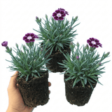 Set of 3 or 6 Large Plants - Dianthus Oscar Purple Star, Outdoor Garden Ready - Frankton's