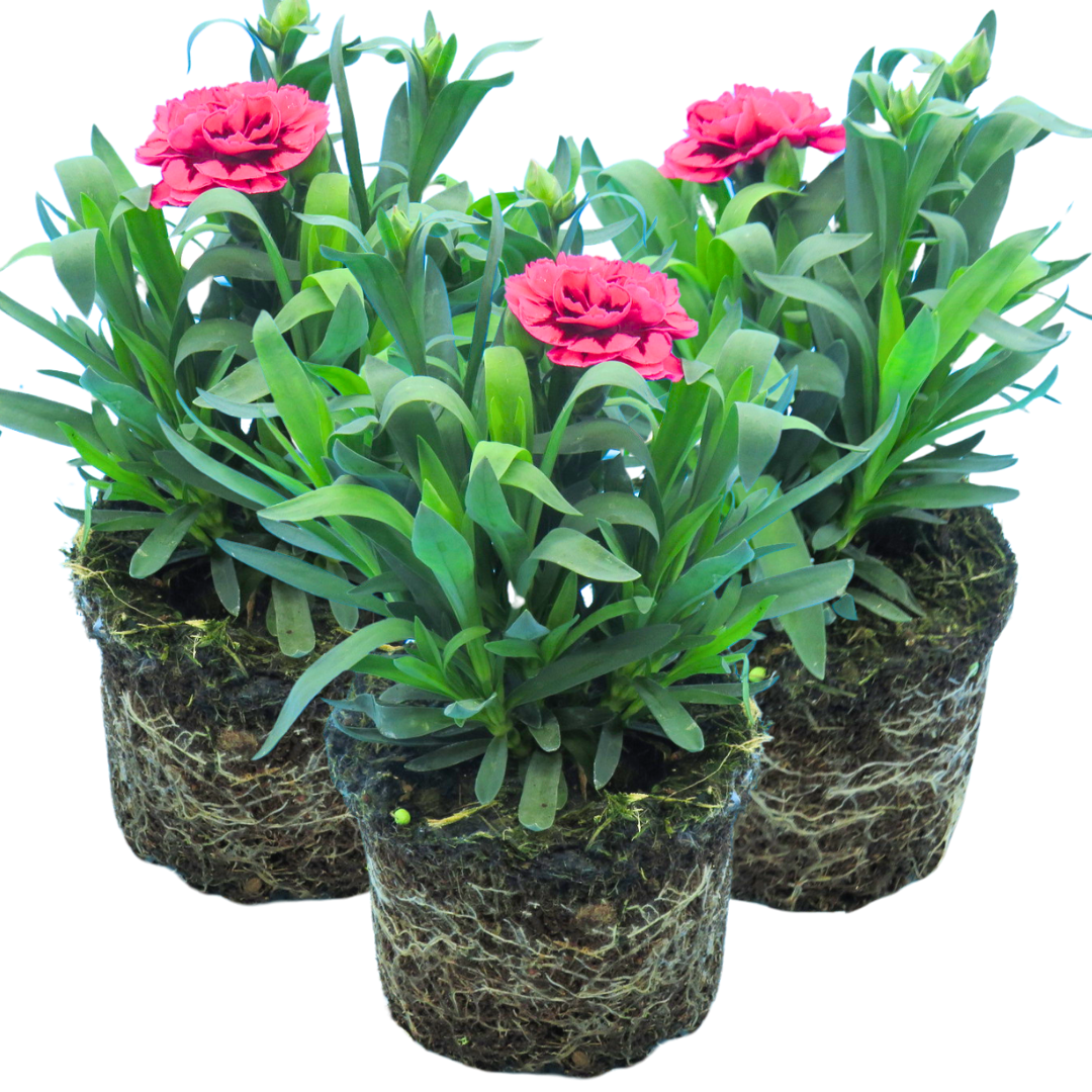 Set of 3 or 6 Large Plants - Dianthus Oscar Purple Wings, Outdoor Garden Ready - Frankton's