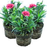 Set of 3 or 6 Large Plants - Dianthus Oscar Purple Wings, Outdoor Garden Ready - Frankton's