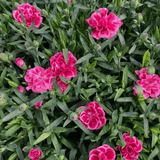 Set of 3 or 6 Large Plants - Dianthus Oscar Purple Wings, Outdoor Garden Ready - Frankton's