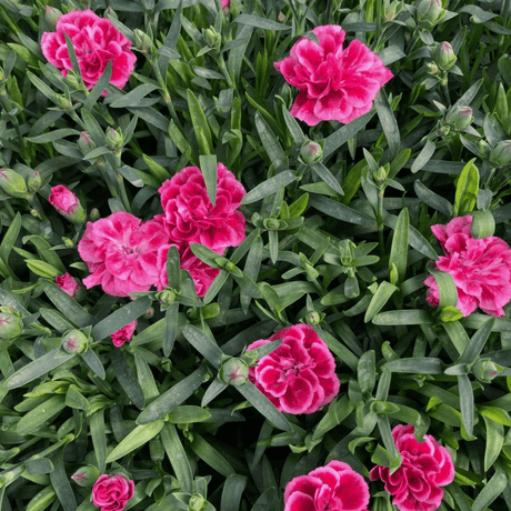 Set of 3 or 6 Large Plants - Dianthus Oscar Purple Wings, Outdoor Garden Ready - Frankton's