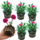 Set of 3 or 6 Large Plants - Dianthus Oscar Purple Wings, Outdoor Garden Ready - Frankton's