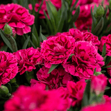 Set of 3 or 6 Large Plants - Dianthus Oscar Purple Wings, Outdoor Garden Ready - Frankton's