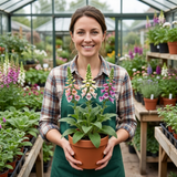 Set of 3 or 6 Large Plants - Foxglove Foxy Mix, Ready to Plant in Your Garden, 1L Rootballs - Frankton's