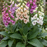Set of 3 or 6 Large Plants - Foxglove Foxy Mix, Ready to Plant in Your Garden, 1L Rootballs - Frankton's