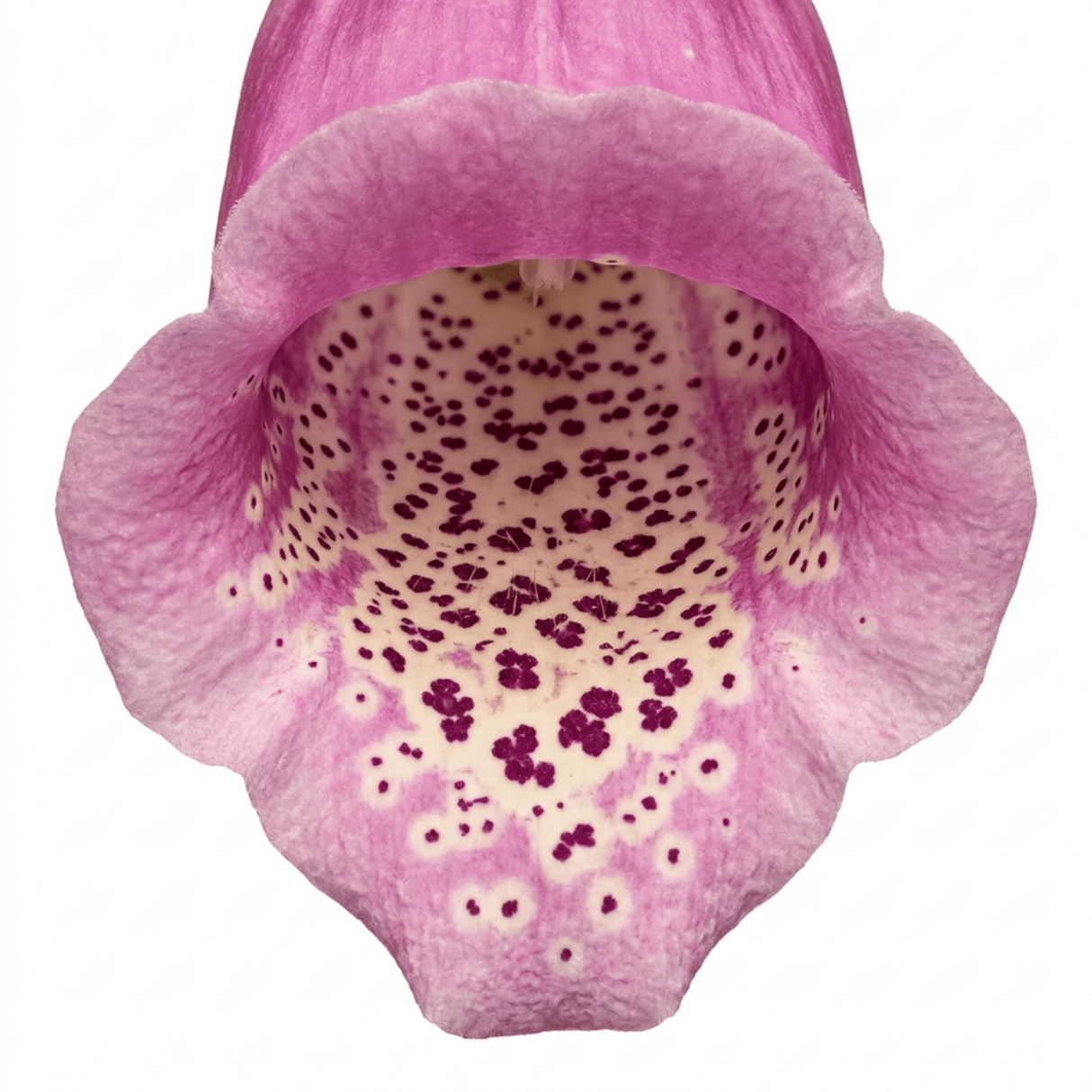 Set of 3 or 6 Large Plants - Foxglove Foxy Mix, Ready to Plant in Your Garden, 1L Rootballs - Frankton's