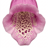 Set of 3 or 6 Large Plants - Foxglove Foxy Mix, Ready to Plant in Your Garden, 1L Rootballs - Frankton's