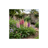 Set of 3 or 6 Large Plants - Foxglove Foxy Mix, Ready to Plant in Your Garden, 1L Rootballs - Frankton's