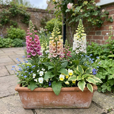 Set of 3 or 6 Large Plants - Foxglove Foxy Mix, Ready to Plant in Your Garden, 1L Rootballs - Frankton's