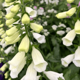 Set of 3 or 6 Large Plants - Foxglove White, Ready to Plant in Your Garden, 1L Rootballs - Frankton's