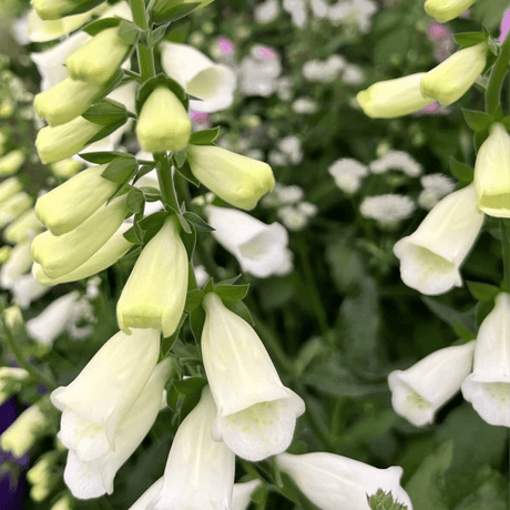Set of 3 or 6 Large Plants - Foxglove White, Ready to Plant in Your Garden, 1L Rootballs - Frankton's