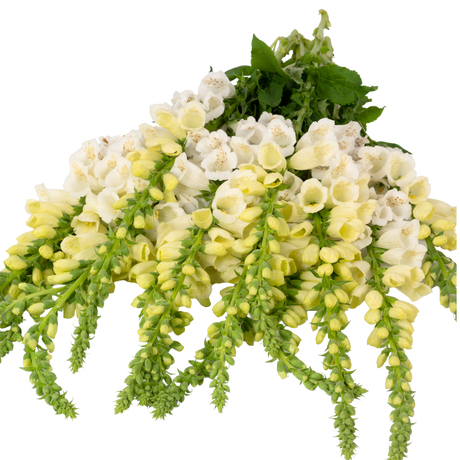 Set of 3 or 6 Large Plants - Foxglove White, Ready to Plant in Your Garden, 1L Rootballs - Frankton's