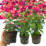 Set of 3 or 6 Large Plants - Fuchsia Diva Rose & Violet, Ready to Plant in Your Garden - Frankton's