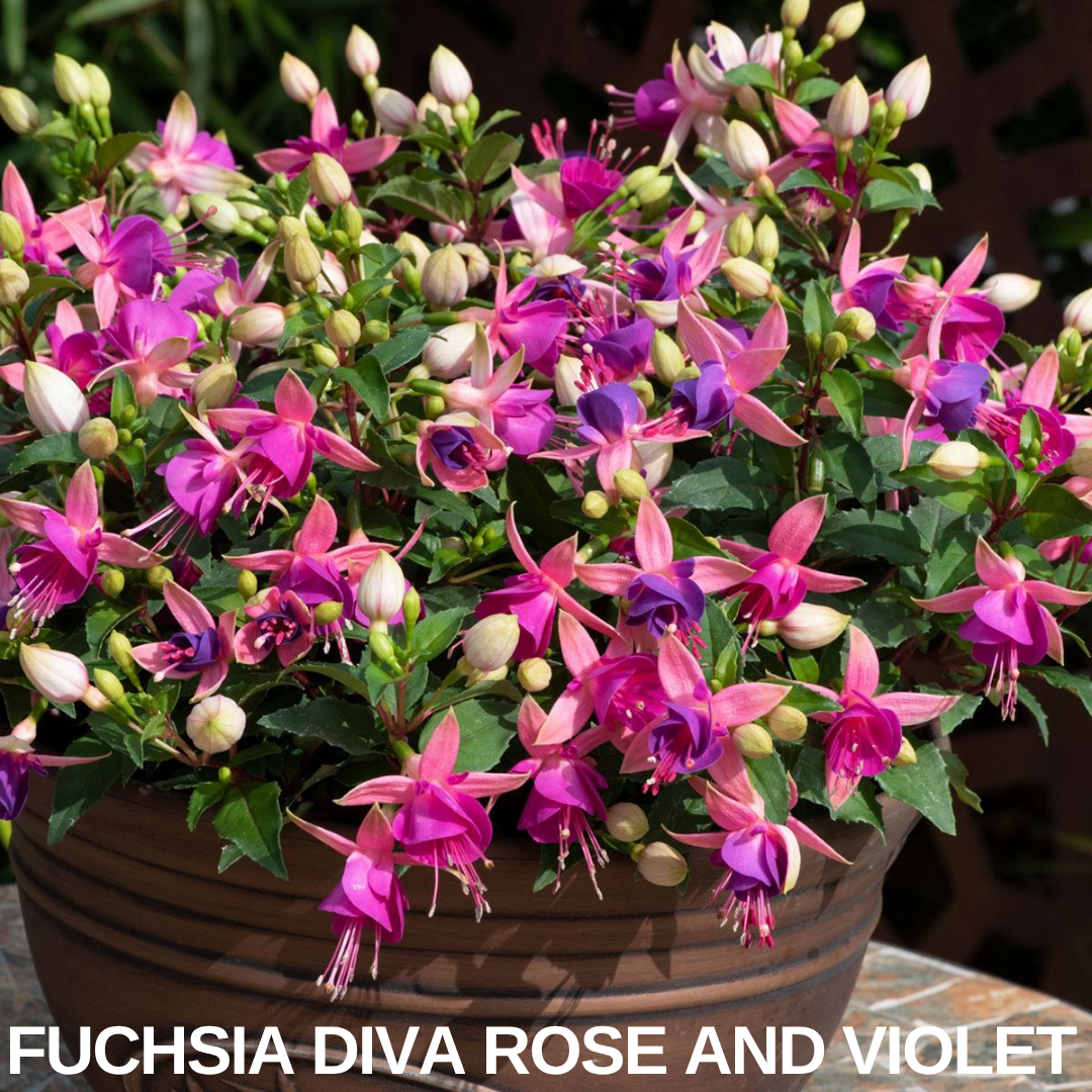Set of 3 or 6 Large Plants - Fuchsia Diva Rose & Violet, Ready to Plant in Your Garden - Frankton's
