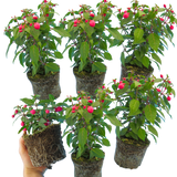 Set of 3 or 6 Large Plants - Fuchsia Diva Rose & Violet, Ready to Plant in Your Garden - Frankton's