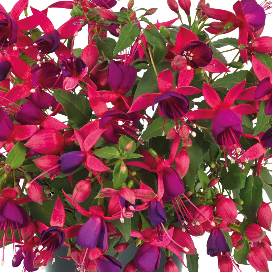 Set of 3 or 6 Large Plants - Fuchsia Diva Rose & Violet, Ready to Plant in Your Garden - Frankton's