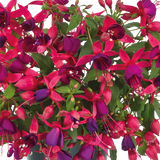 Set of 3 or 6 Large Plants - Fuchsia Diva Rose & Violet, Ready to Plant in Your Garden - Frankton's