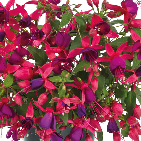 Set of 3 or 6 Large Plants - Fuchsia Diva Rose & Violet, Ready to Plant in Your Garden - Frankton's