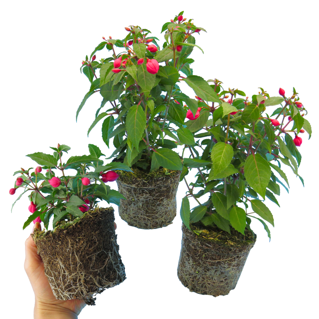 Set of 3 or 6 Large Plants - Fuchsia Diva Rose & Violet, Ready to Plant in Your Garden - Frankton's