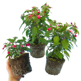 Set of 3 or 6 Large Plants - Fuchsia Diva Rose & Violet, Ready to Plant in Your Garden - Frankton's