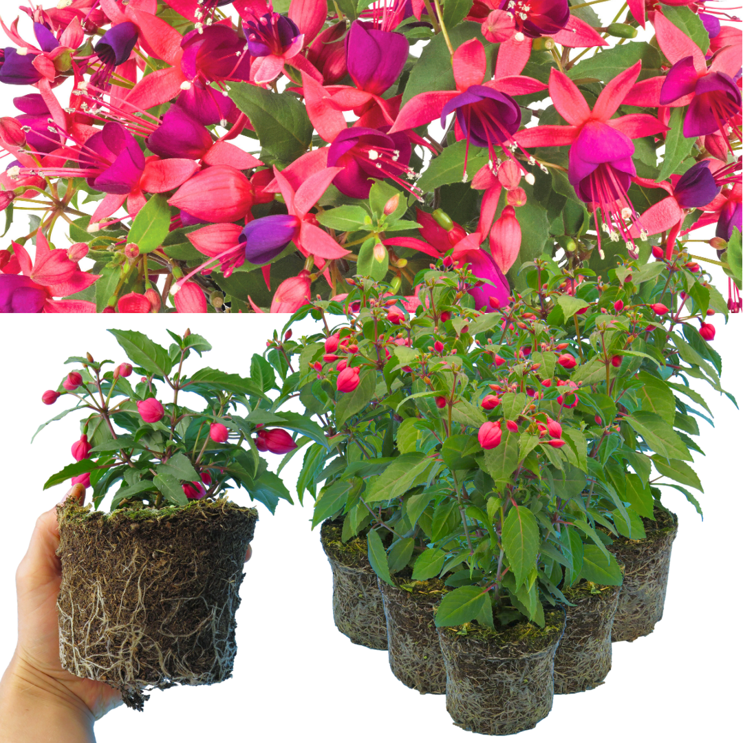 Set of 3 or 6 Large Plants - Fuchsia Diva Rose & Violet, Ready to Plant in Your Garden - Frankton's