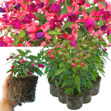 Set of 3 or 6 Large Plants - Fuchsia Diva Rose & Violet, Ready to Plant in Your Garden - Frankton's
