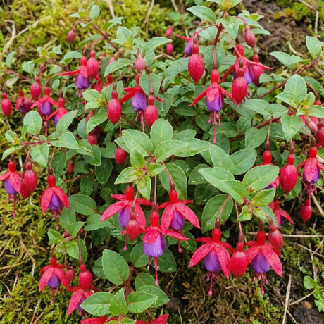 Set of 3 or 6 Large Plants - Fuchsia Tom Thumb, Ready to Plant in Your Garden, 1L Rootballs - Frankton's