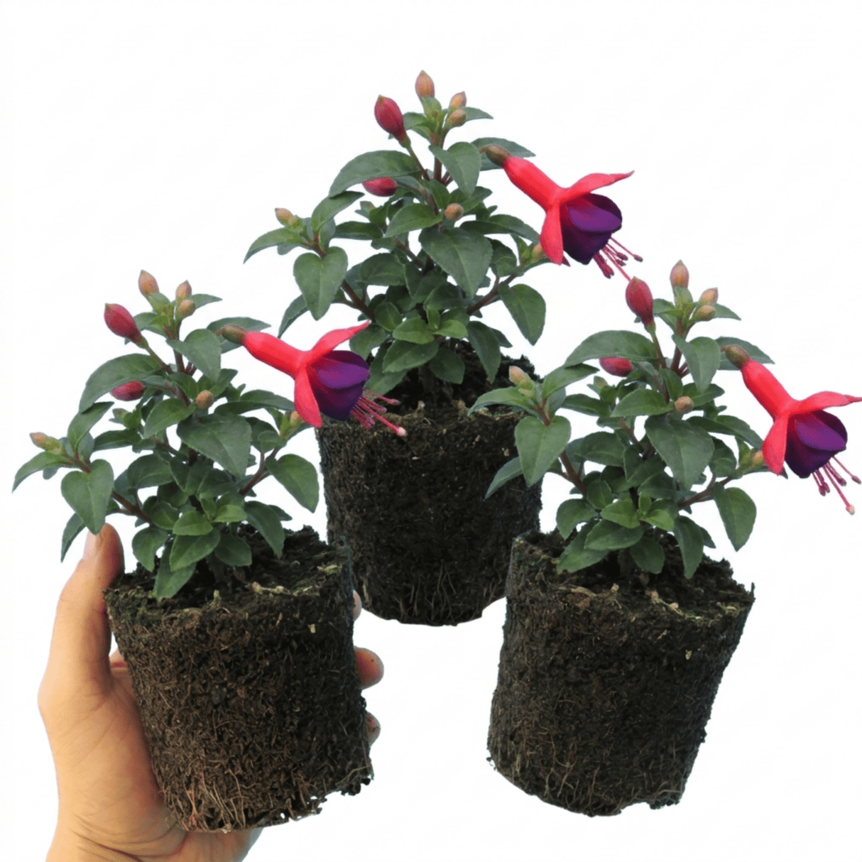 Set of 3 or 6 Large Plants - Fuchsia Tom Thumb, Ready to Plant in Your Garden, 1L Rootballs - Frankton's