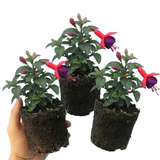 Set of 3 or 6 Large Plants - Fuchsia Tom Thumb, Ready to Plant in Your Garden, 1L Rootballs - Frankton's