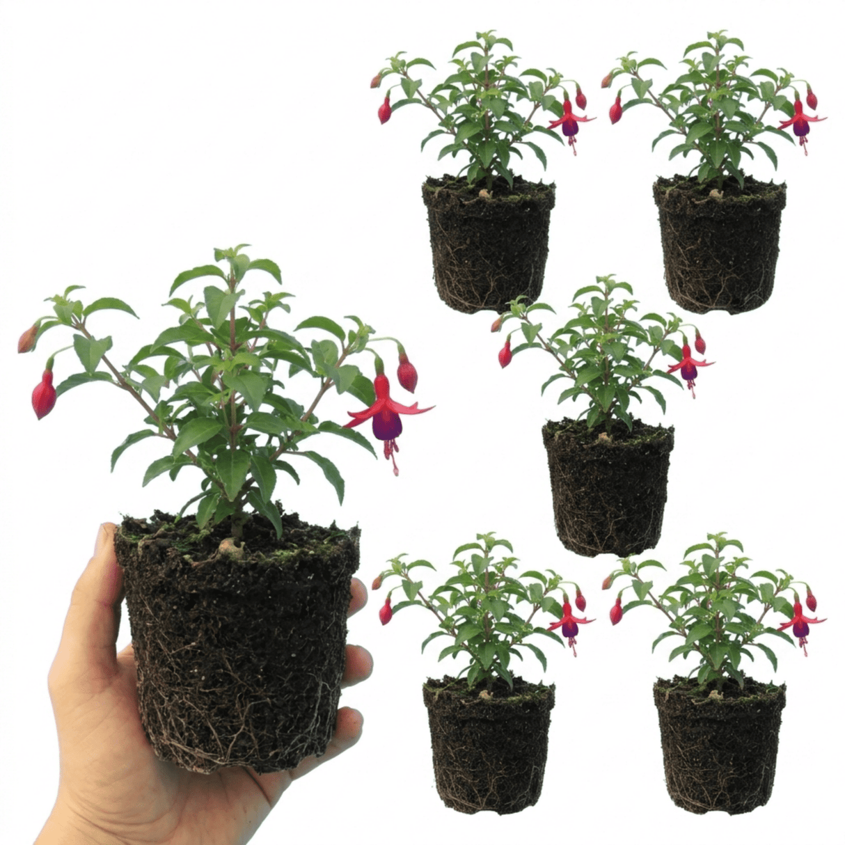 Set of 3 or 6 Large Plants - Fuchsia Tom Thumb, Ready to Plant in Your Garden, 1L Rootballs - Frankton's