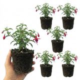 Set of 3 or 6 Large Plants - Fuchsia Tom Thumb, Ready to Plant in Your Garden, 1L Rootballs - Frankton's