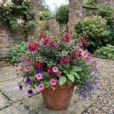 Set of 3 or 6 Large Plants - Fuchsia Tom Thumb, Ready to Plant in Your Garden, 1L Rootballs - Frankton's