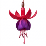 Set of 3 or 6 Large Plants - Fuchsia Tom Thumb, Ready to Plant in Your Garden, 1L Rootballs - Frankton's