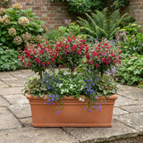 Set of 3 or 6 Large Plants - Fuchsia Tom Thumb, Ready to Plant in Your Garden, 1L Rootballs - Frankton's