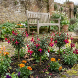 Set of 3 or 6 Large Plants - Fuchsia Tom Thumb, Ready to Plant in Your Garden, 1L Rootballs - Frankton's