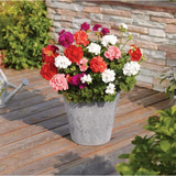 Set of 3 or 6 Large Plants-Garden Ready Pelargonium Toscana Dolce Vita Emma or Smart Lenja - Frankton's