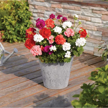Set of 3 or 6 Large Plants-Garden Ready Pelargonium Toscana Dolce Vita Emma or Smart Lenja - Frankton's