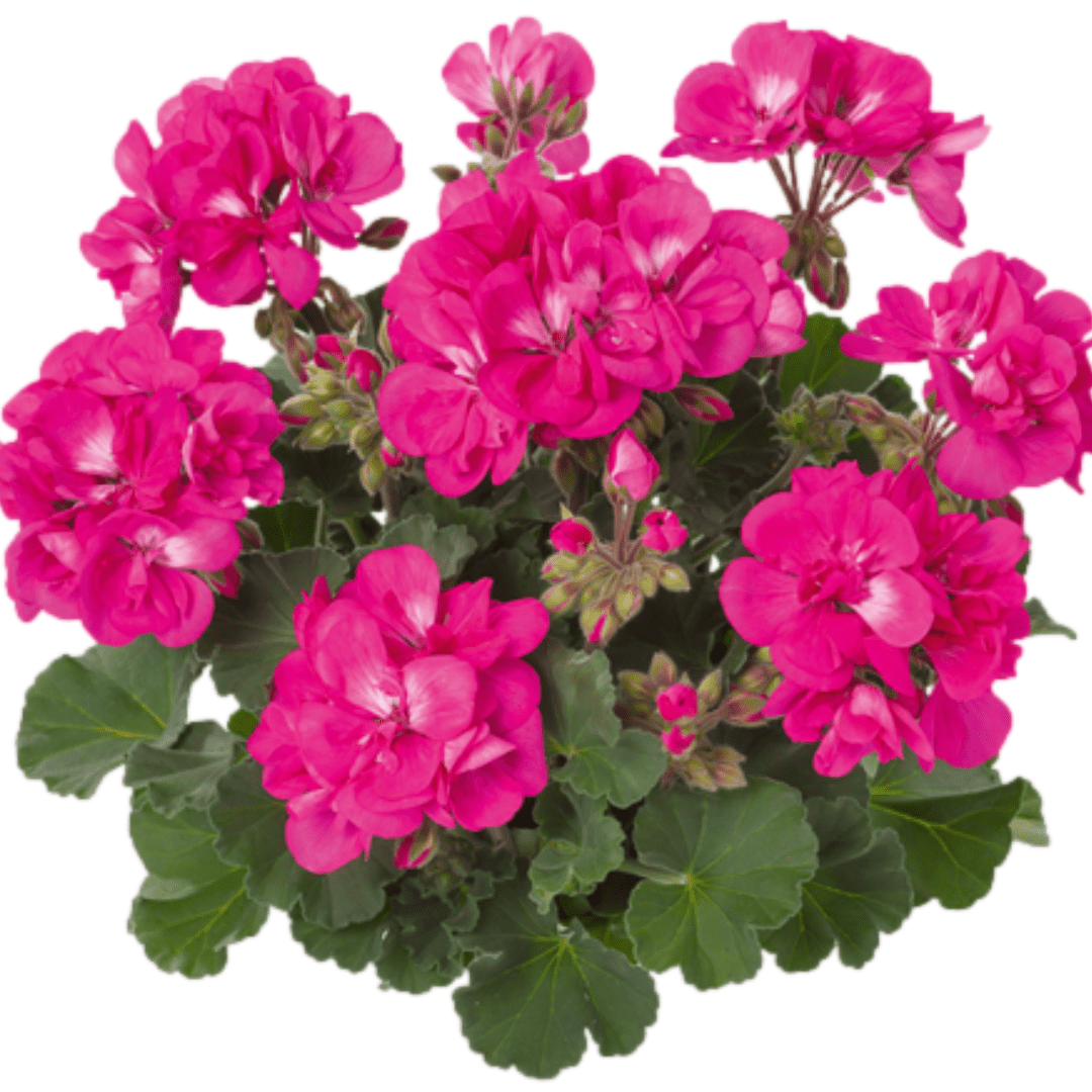 Set of 3 or 6 Large Plants - Garden Ready Pelargonium Toscana Dolce Vita Klass / Smart Laura - Frankton's