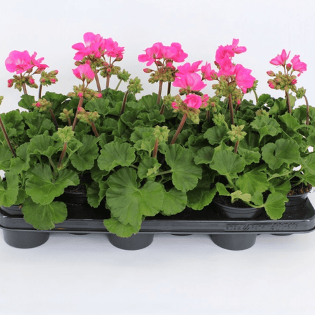 Set of 3 or 6 Large Plants - Garden Ready Pelargonium Toscana Dolce Vita Klass / Smart Laura - Frankton's